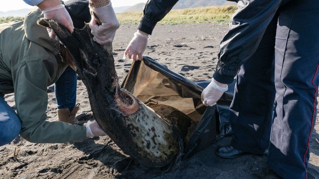 Эксперты Камчатгидромета прокомментировали ситуацию с выбросом морских животных на берег