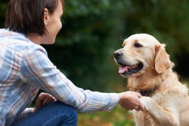 Зоопсихолог дала рекомендации о том, как наладить контакт с собакой