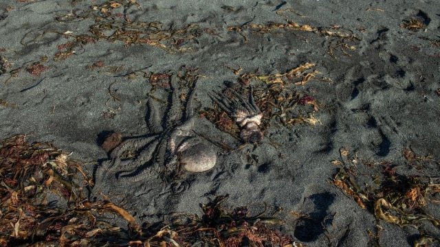 Эксперт рассказал о наиболее вероятной причине загрязнения океана на Камчатке