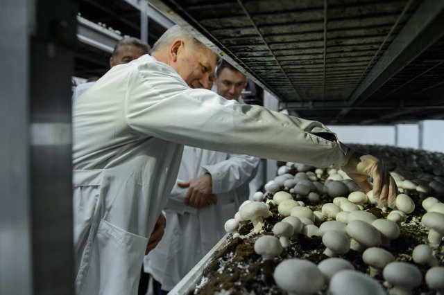В Воронежской области решено закрыть проект по выращиванию грибов