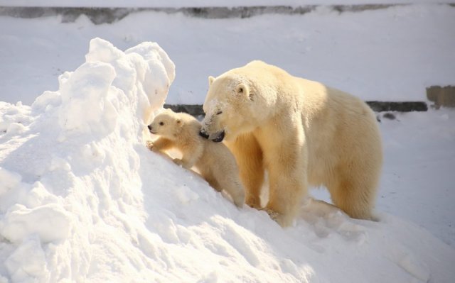 Оленевод в Якутии пострадал в результате нападения белой медведицы