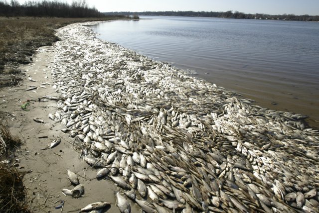 Проверка проводится в Калмыкии по факту массовой гибели рыбы в водохранилище