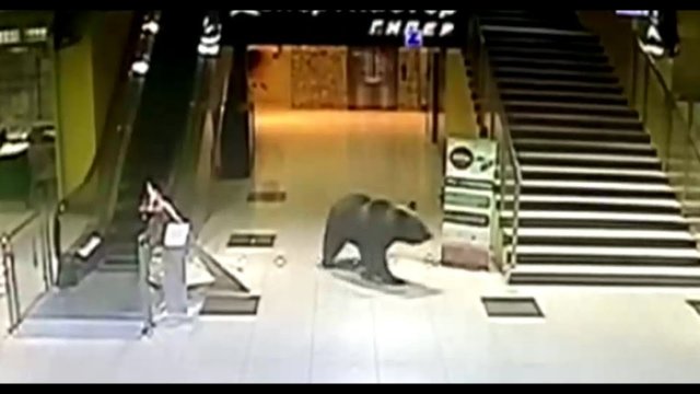 В Японии в торговый центр пробрался медведь