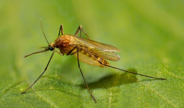Комары обыкновенные были обнаружены в Антарктиде