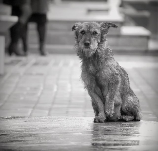 В Ангарске вопрос о бездомных животных теперь на особом контроле