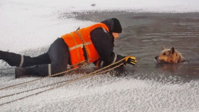 В Нижнем Тагиле провели операцию по спасению собаки, провалившейся под лёд