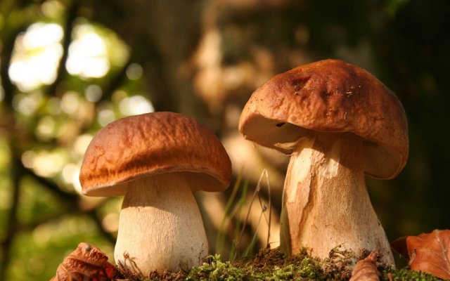 Массовое отравление грибами зафиксировано в Севастополе