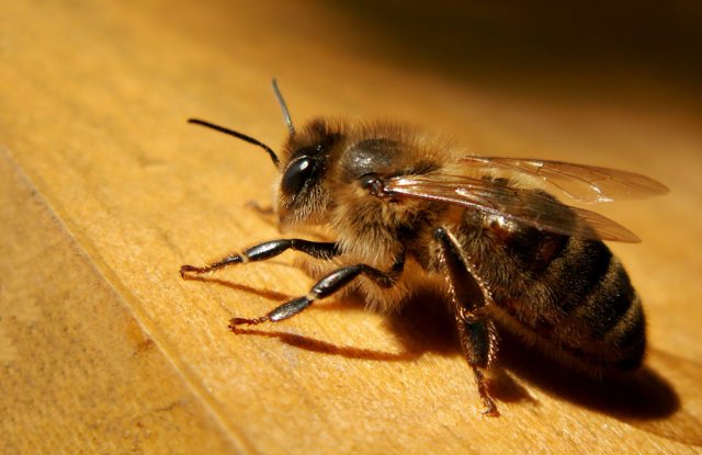 В Приморском крае обнаружены пчёлы с опасным заболеванием