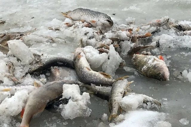Массовая гибель рыбы зафиксирована в Пермском крае