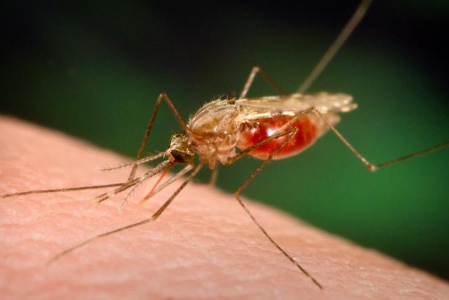 В Татарстане зафиксированы два случая малярии