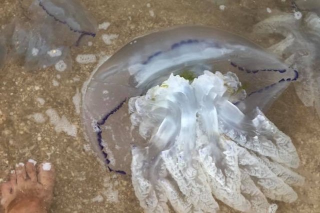 Ловлей медуз начнут заниматься сотрудники Росрыболовства в Азовском и Чёрном морях