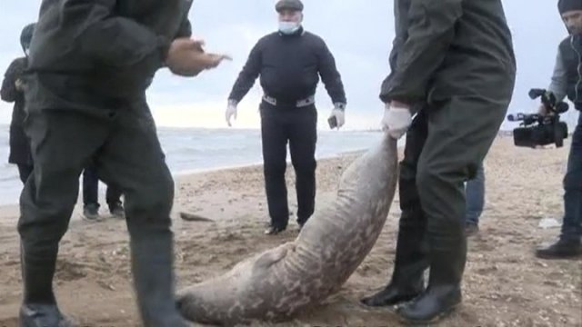 Более 250 погибших краснокнижных тюленей нашли в Дагестане