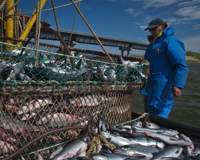 Трутнев обратился к Китаю с просьбой о снятии ограничений на экспорт рыбы
