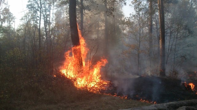 Россиян призывают сообщать властям о возгораниях в лесах