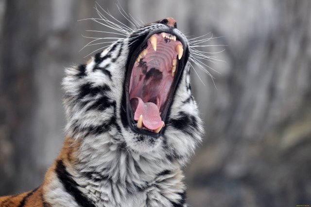 Жителя Приморья обвиняют в торговле клыками тигра