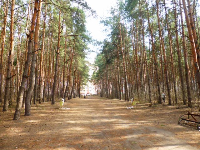 9 млрд. рублей в Воронежской области будет предоставлено на восстановление лесов