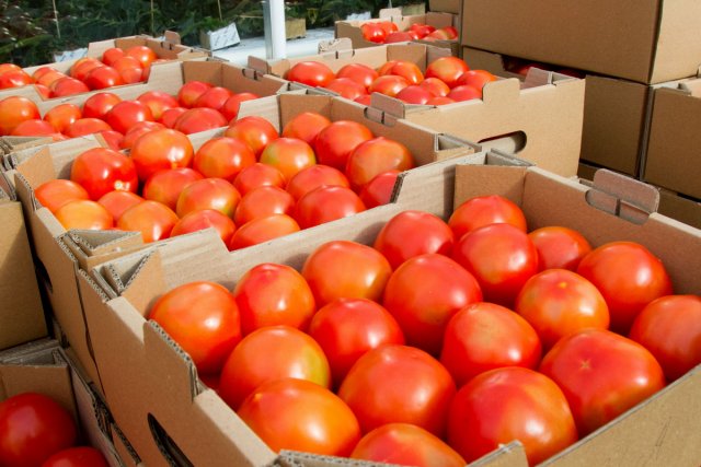 Частичные ограничения введены на ввоз томатов и перцев из Казахстана в РФ