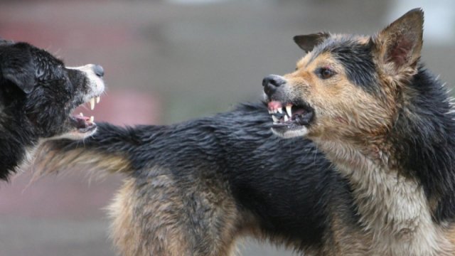 Агрессивных животных предлагают разрешить умерщвлять в Бурятии на законодательном уровне