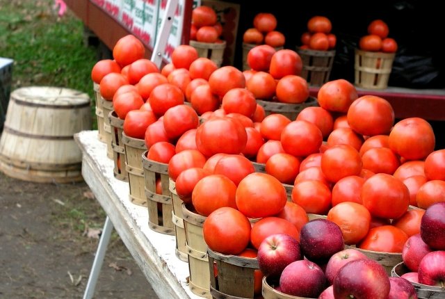 В Россию разрешат ввозить томаты из Азербайджана