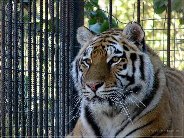 Сотрудник зоопарка в Кишиневе пострадал при кормлении тигра