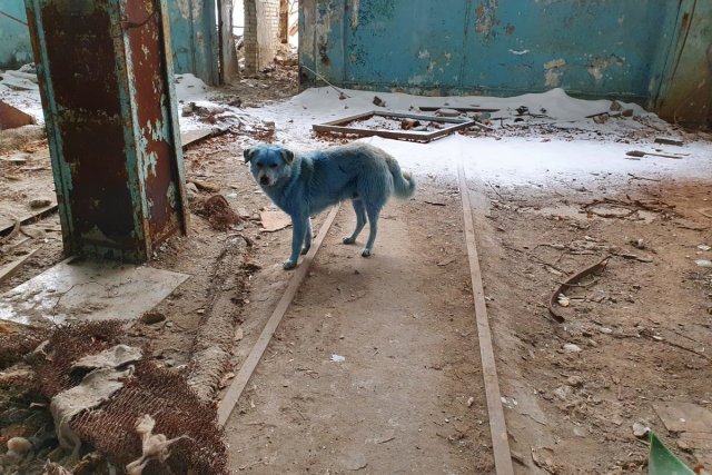 Названа предварительная причина окрашивания собак в синий цвет в Нижегородской области