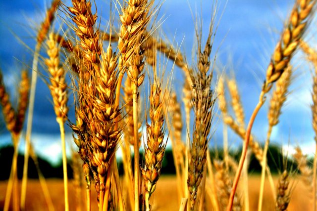 Для развития растениеводства аграрии в Хабаровском крае получат 114 млн. рублей
