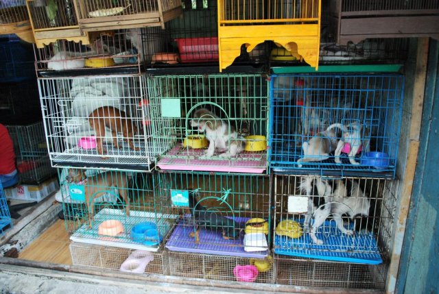Сотрудники Госдумы выступили с предложением о запрете продажи животных в зоомагазинах