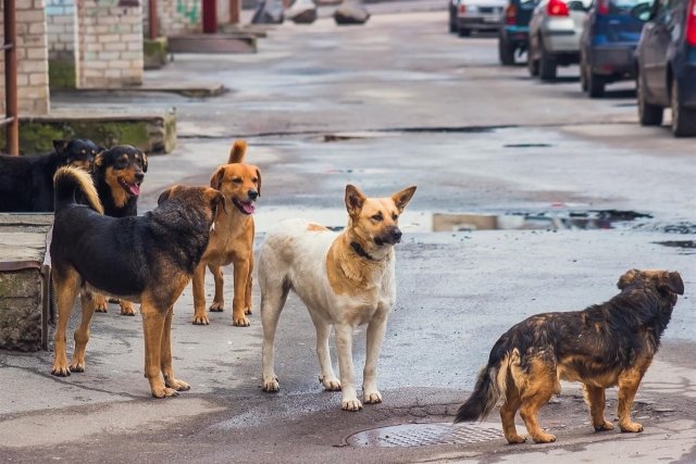 Жители Нижнего Тагила опасаются стаю бродячих собак