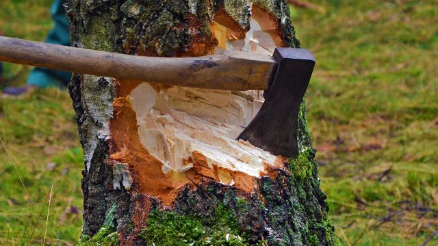 В Хабаровске возбуждено уголовное дело по факту вырубки леса