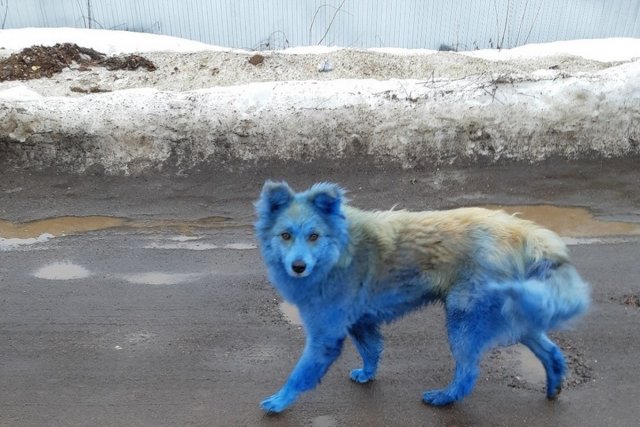 Синих собак из Нижегородской области поселили на территории администрации Дзержинска