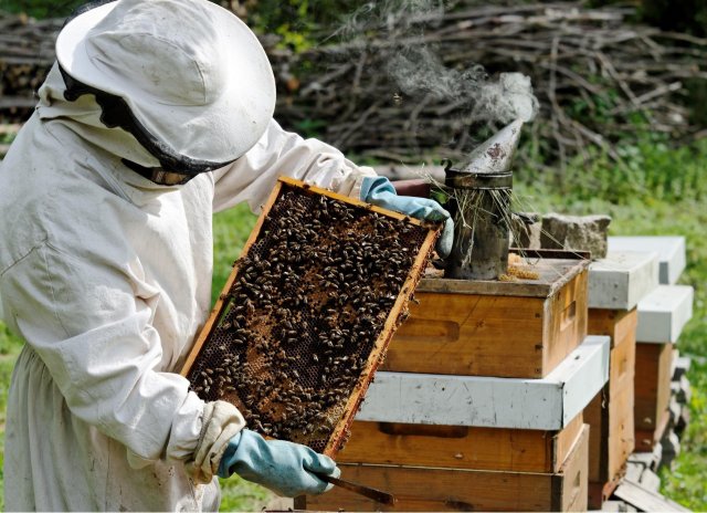 Центр развития пчеловодства откроется в Красноярске
