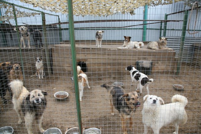 В Большом Камне стартовала программа строительства приютов для собак