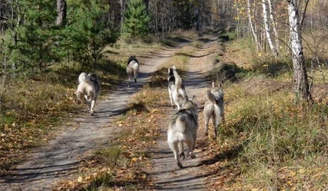 В Хабаровском крае в заповеднике найден труп дикого животного забитого собаками