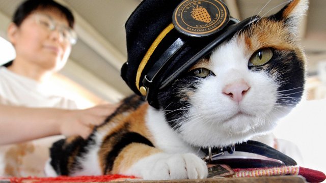 В Японии кошка назначена главой полицейского управления