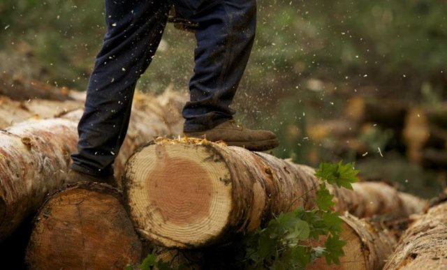 Жители Приморья были оштрафованы за вырубку леса