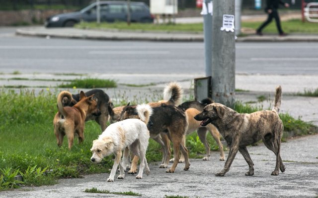 На особый контроль взята ситуация с бездомными собаками в Башкирии после смерти ребёнка