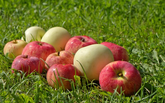 Врач рассказал о том, что яблоки особенно полезны для профилактики рака