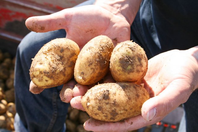 В Псковской области стартовала акция по раздаче семенного картофеля