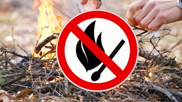 Посещение лесов в Московской области будет запрещено с 1 мая