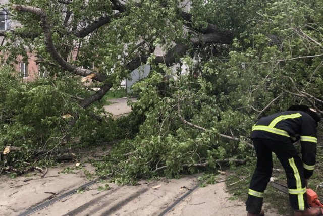 Мальчик в Ульяновске, на которого упало дерево, остаётся в тяжёлом состоянии