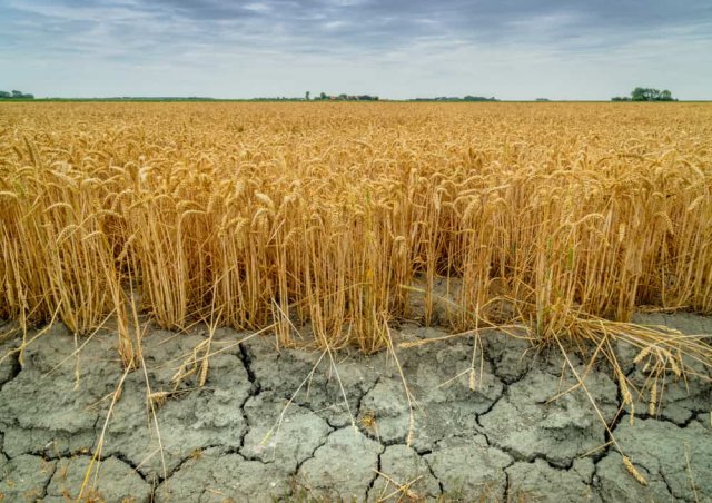 Климатологи предупреждают о вероятности снижения урожая в связи с глобальным потеплением