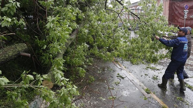 15 деревьев рухнули в российской столице из-за сильного ветра