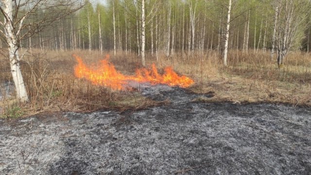 В лесу Тюменской области зафиксировано возгорание