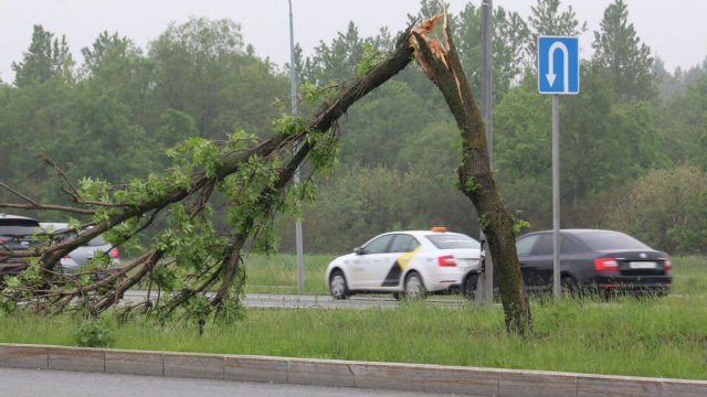 В районе Костромы погиб подросток, на которого упало дерево