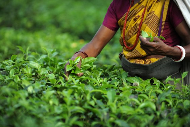 Вопрос о замене индийского чая на поставки из других стран рассматривается в России