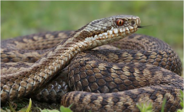 Эксперт-змеелов дал рекомендации о том, как вести себя в случае укуса гадюки