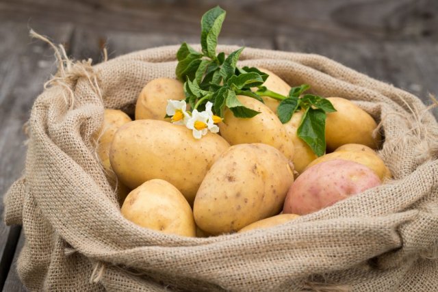 Учёные рассказали о том, в чём заключается польза картофеля