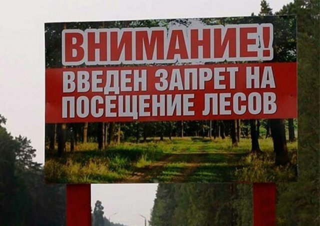 Более 300 штрафов было назначено в Тюменской области за посещение леса