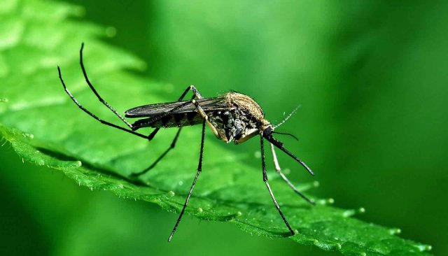 Биолог рассказал, кого чаще кусают комары