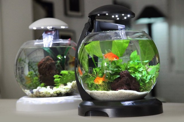 Эксперт рассказал о положительном влиянии аквариумов на здоровье психики